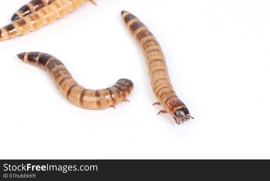 Mealworm