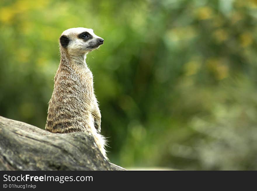 Meerkat lookout