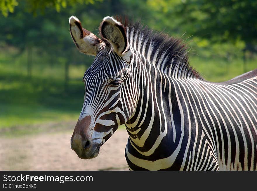 Common zebra in a zoological garden