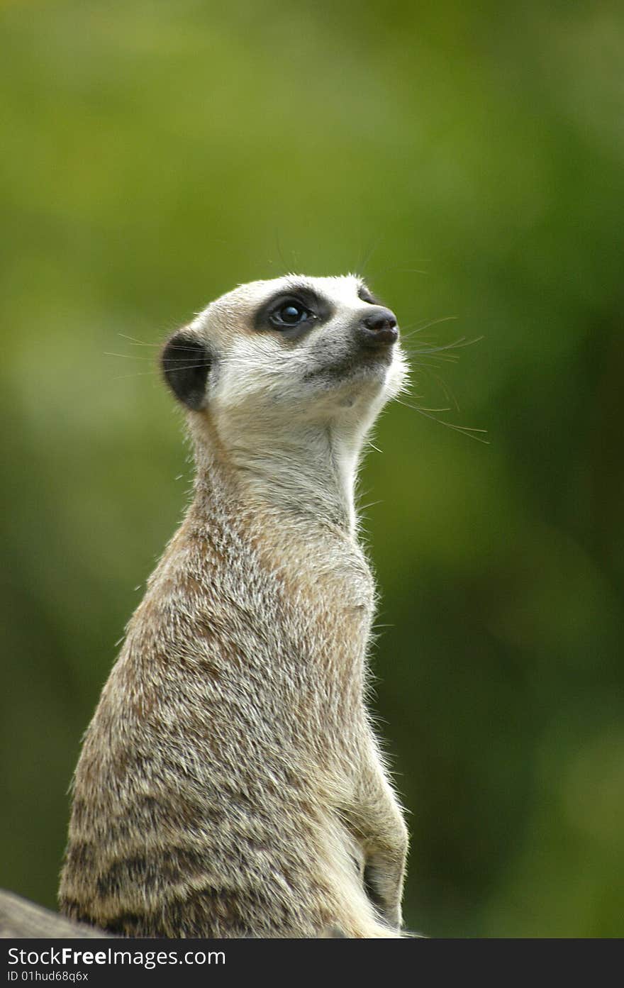 Meerkat lookout