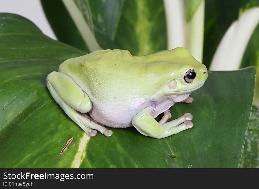 Green tree frog