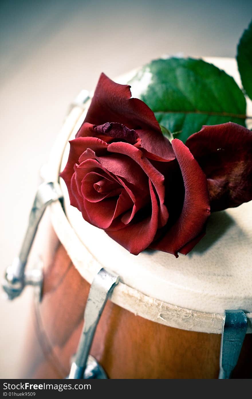 Red Rose on a Dhol drum