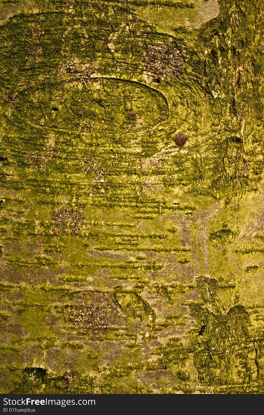 Green and brown tree bark texture for background. Green and brown tree bark texture for background