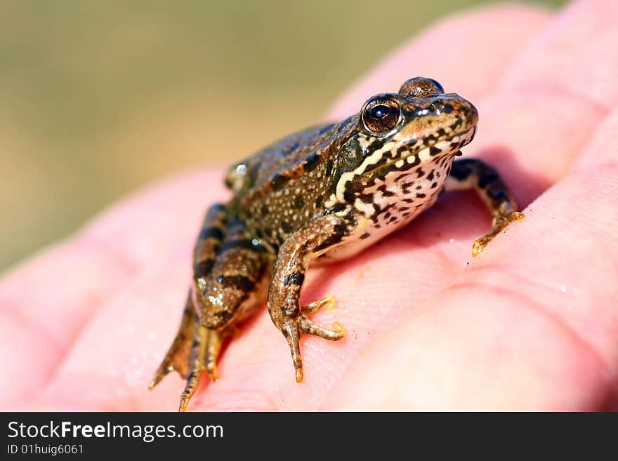 Common european frog