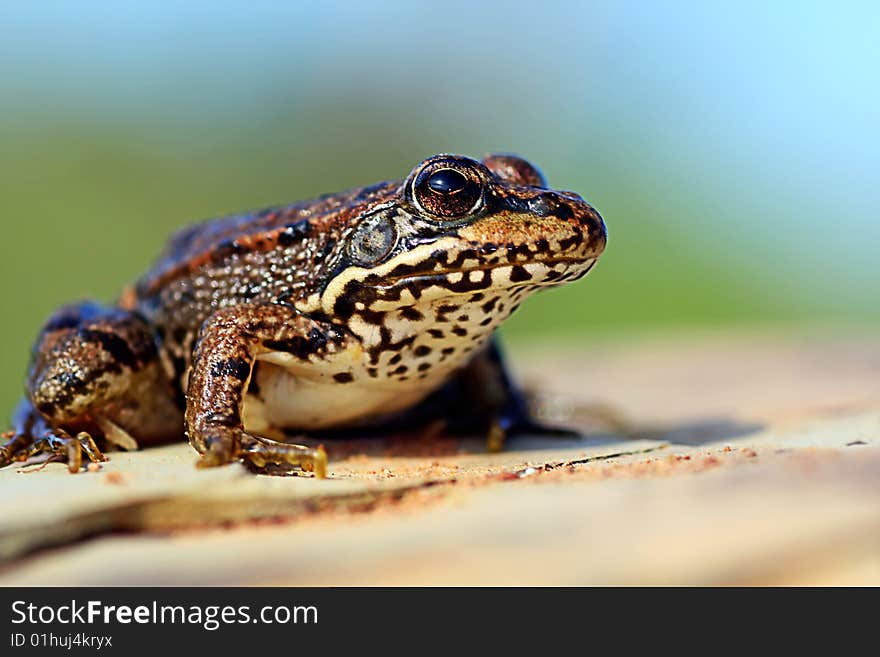 Close view of a european frog on top of a rock.