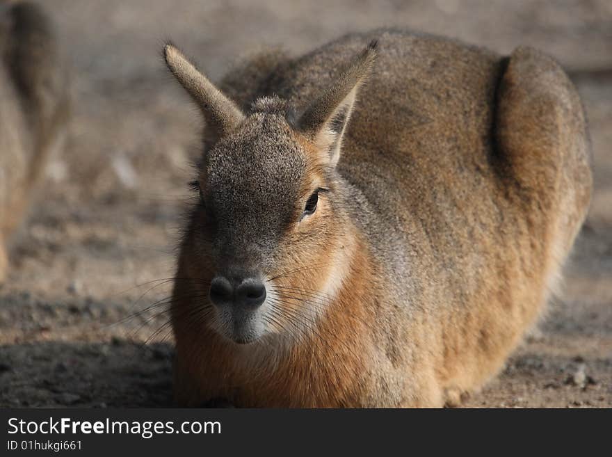 Portrai of a nice patagonian cavy, also called marà.