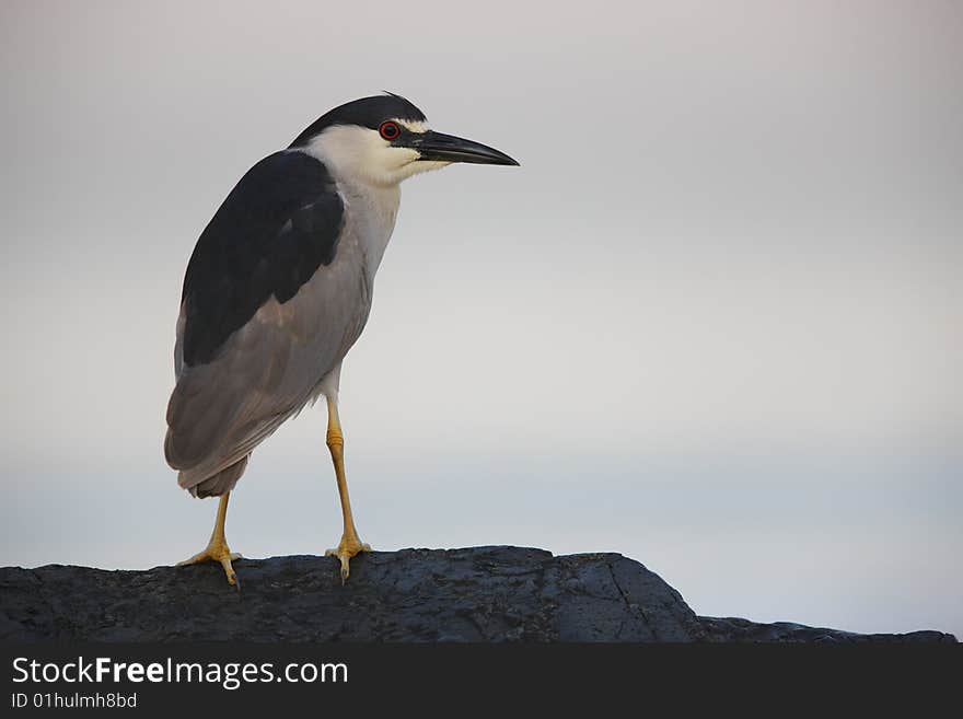 Black-crowned Night-Heron (Nycticorax nycticorax hoactli), adult in sitting on rock jetty with ocean in background. Black-crowned Night-Heron (Nycticorax nycticorax hoactli), adult in sitting on rock jetty with ocean in background