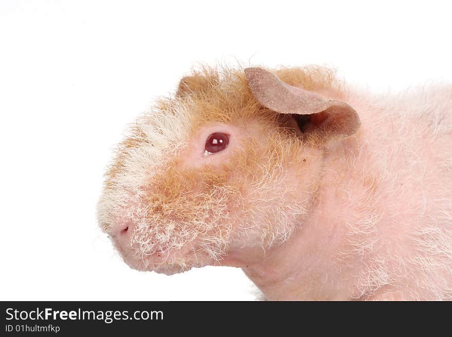 Guineapig