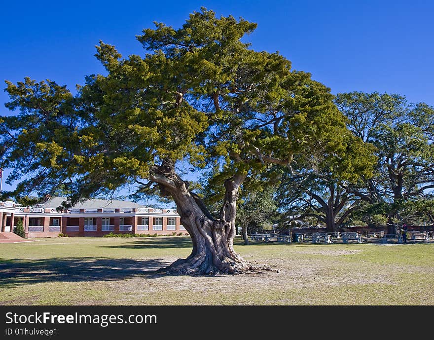 Old Oak Tree At Park