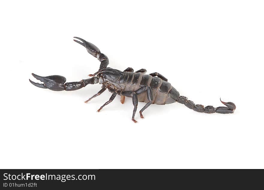 Emperor scorpion