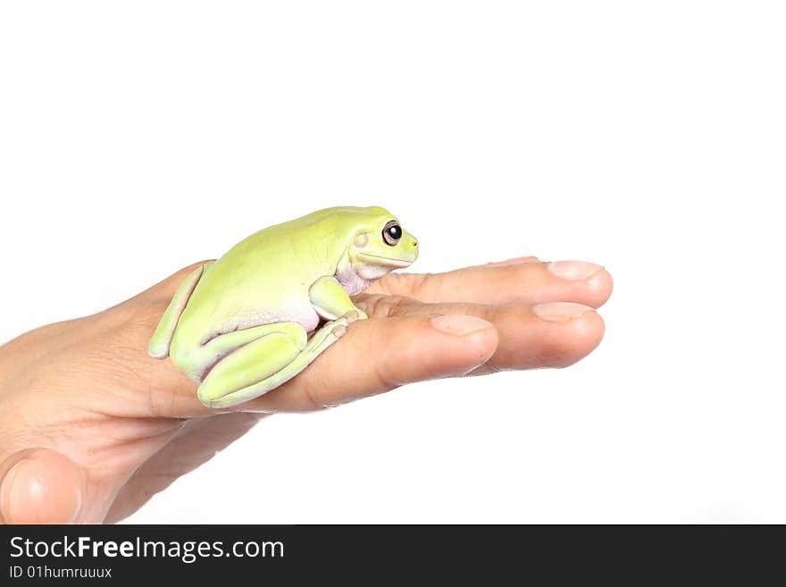 Frog