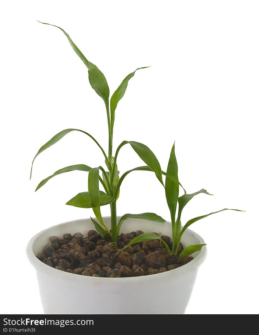 Young  green sprout isolated over white background