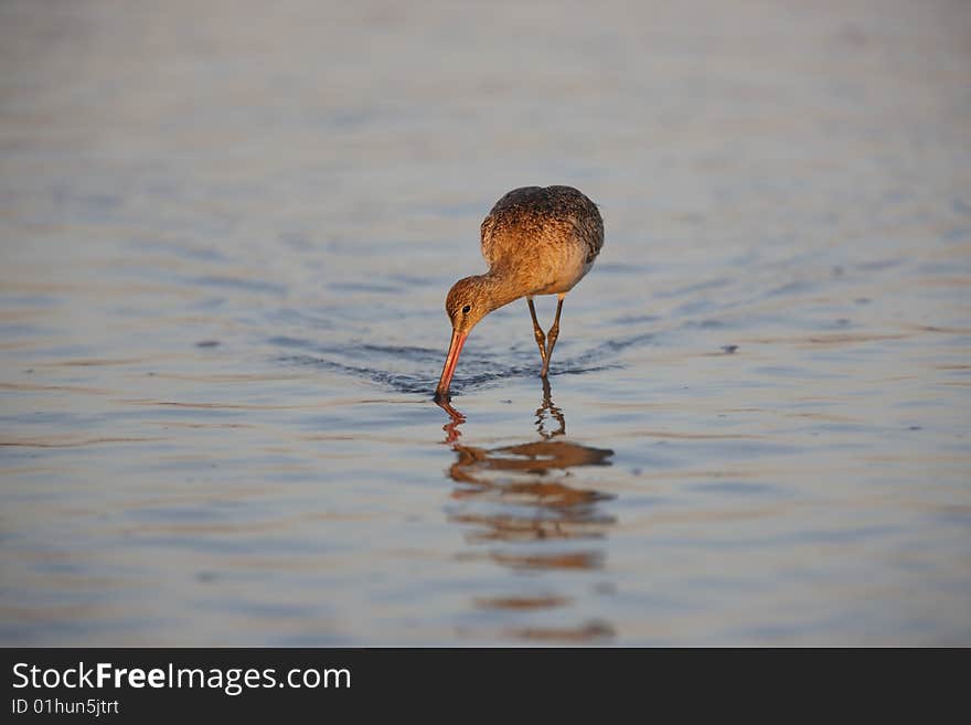 Marbled Godwit Feeding In Water