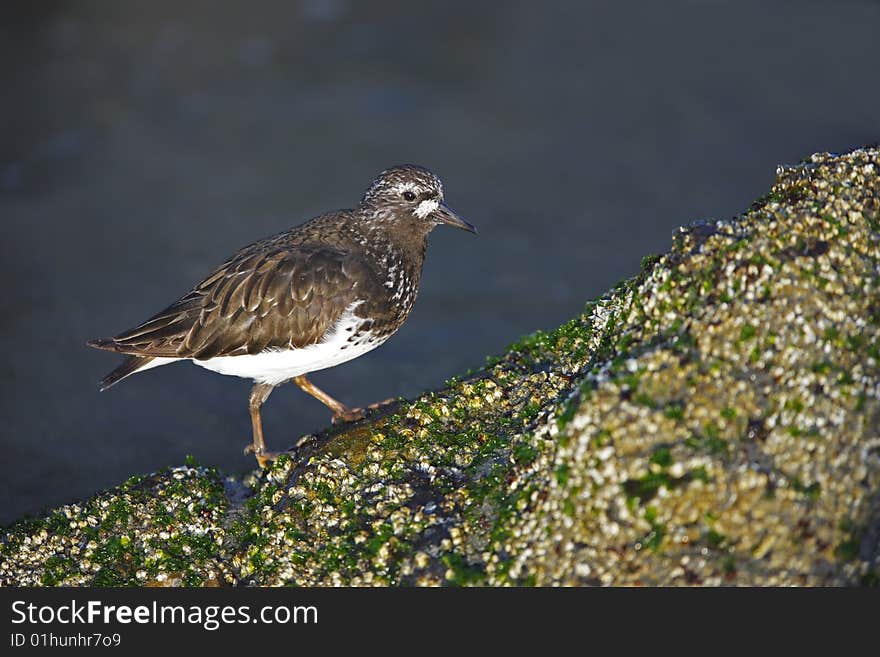 Black Turnstone (Arenaria melanocephala), adult in breeding plumage feeding on mossy rock at sunrise.