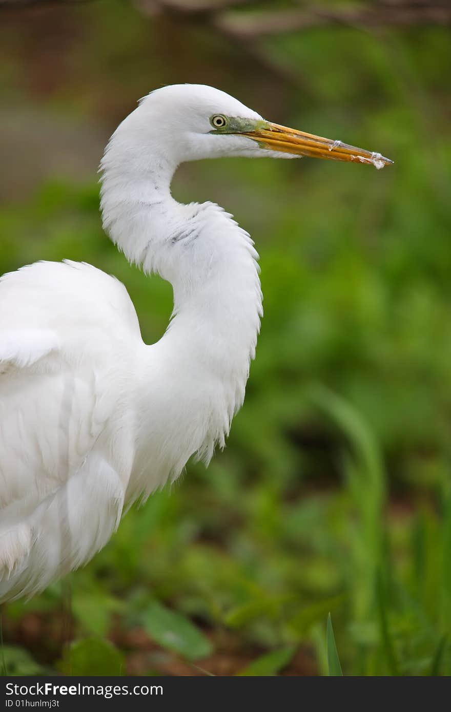 Great Egret (Ardea alba modesta), Eastern subspecies, fluffed up after eating large fish. Great Egret (Ardea alba modesta), Eastern subspecies, fluffed up after eating large fish