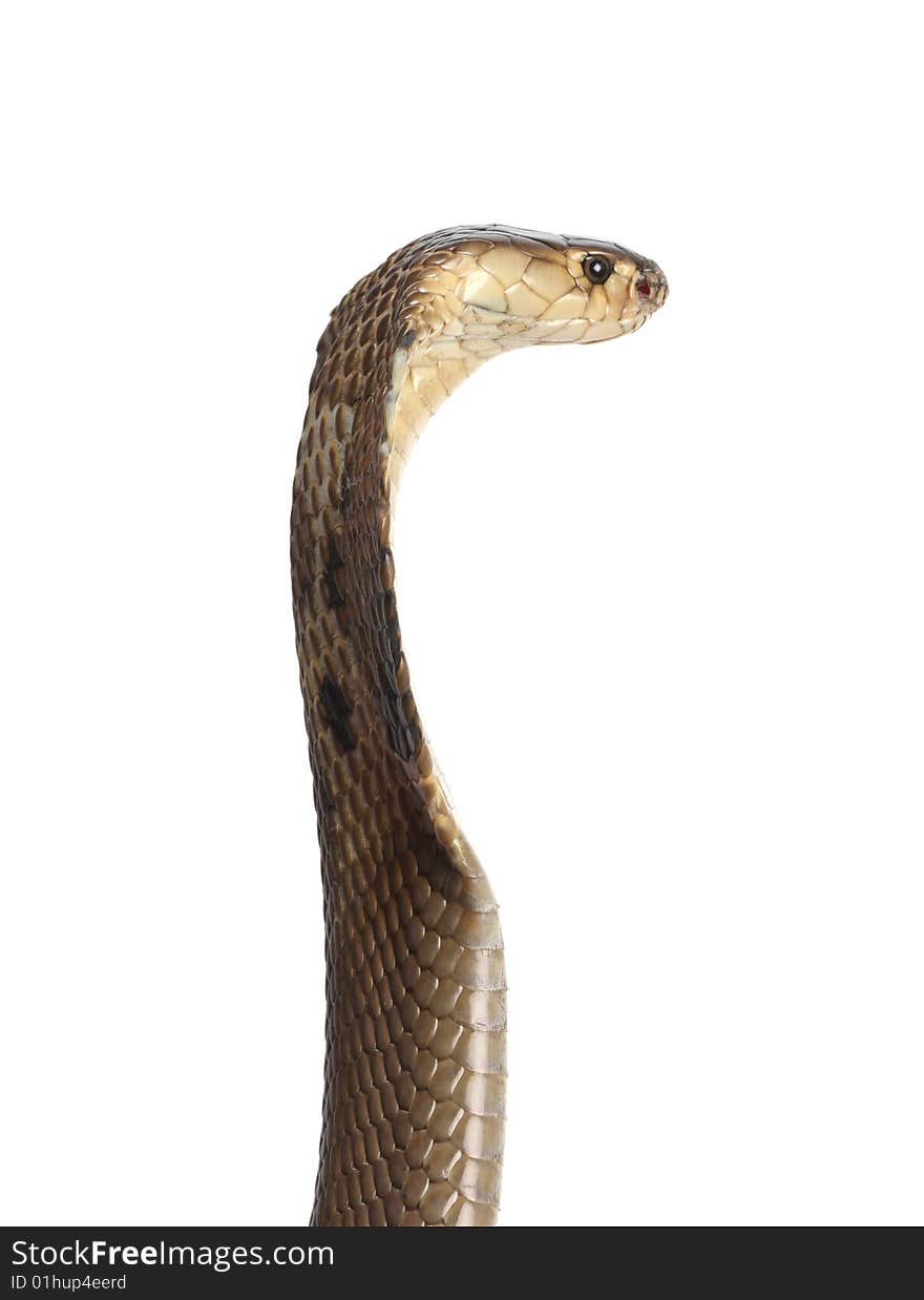 Cobra