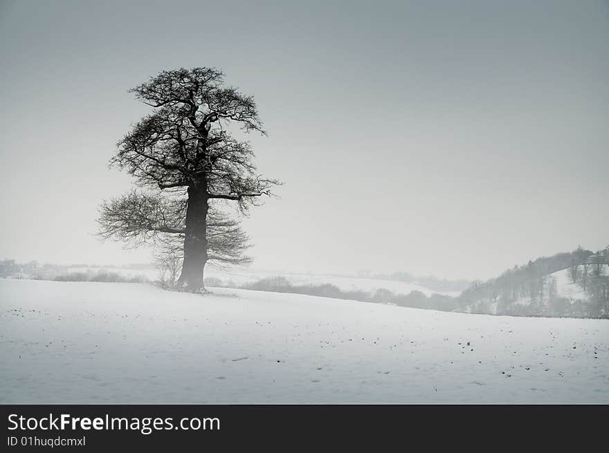 Isolated tree in winter. Bath, UK. Isolated tree in winter. Bath, UK.