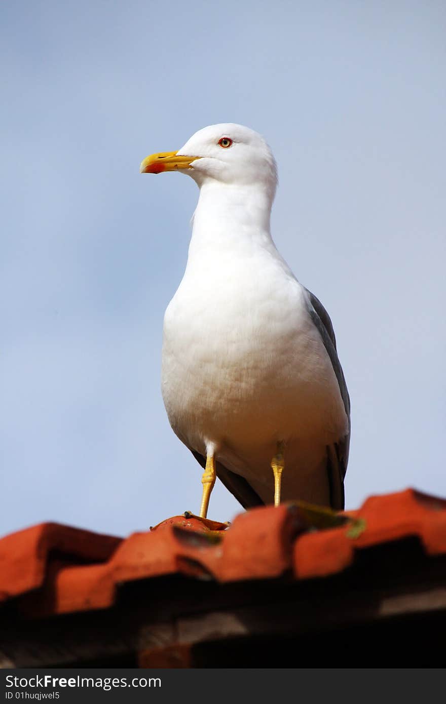 Yellow-legged seagull