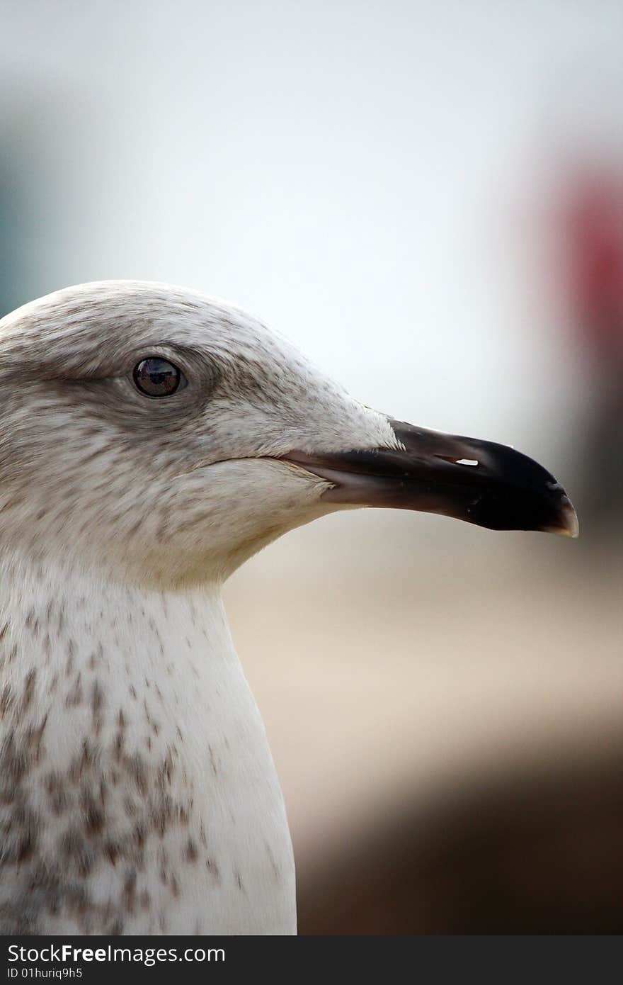 Head Closeup Of A Gull