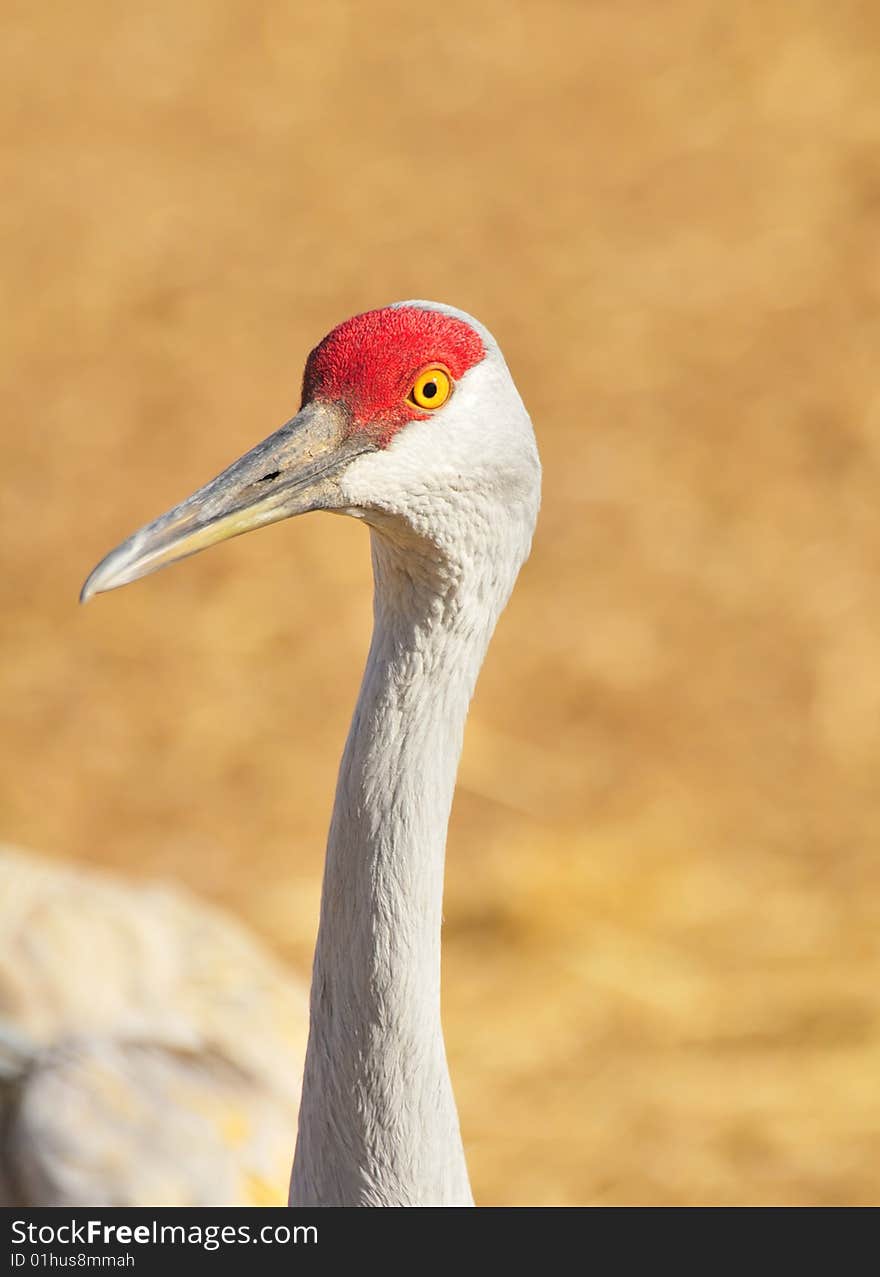 Sandhill Cranes at Rio Grande Nature Center. Sandhill Cranes at Rio Grande Nature Center