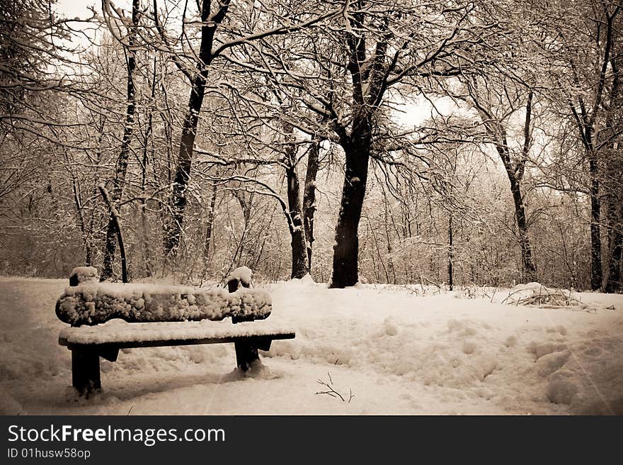 Bench in the winter park