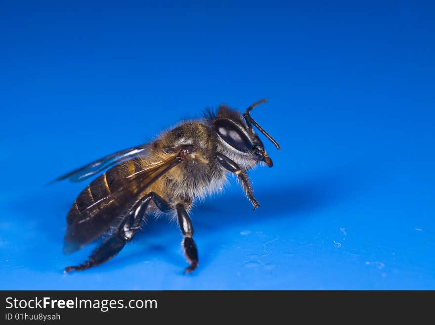 Bee ready to fly macro with blue background