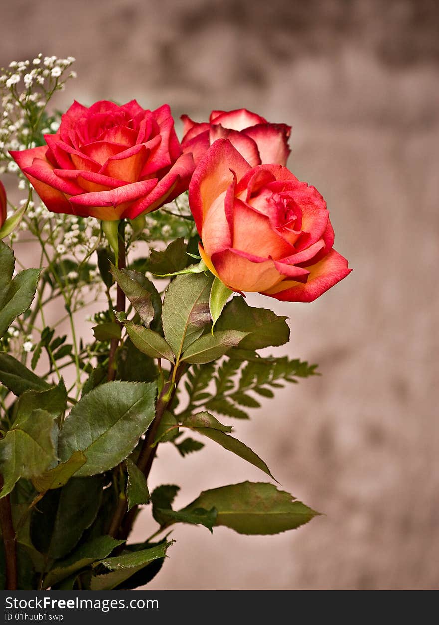 Roses agains brown mottled background backdrop.