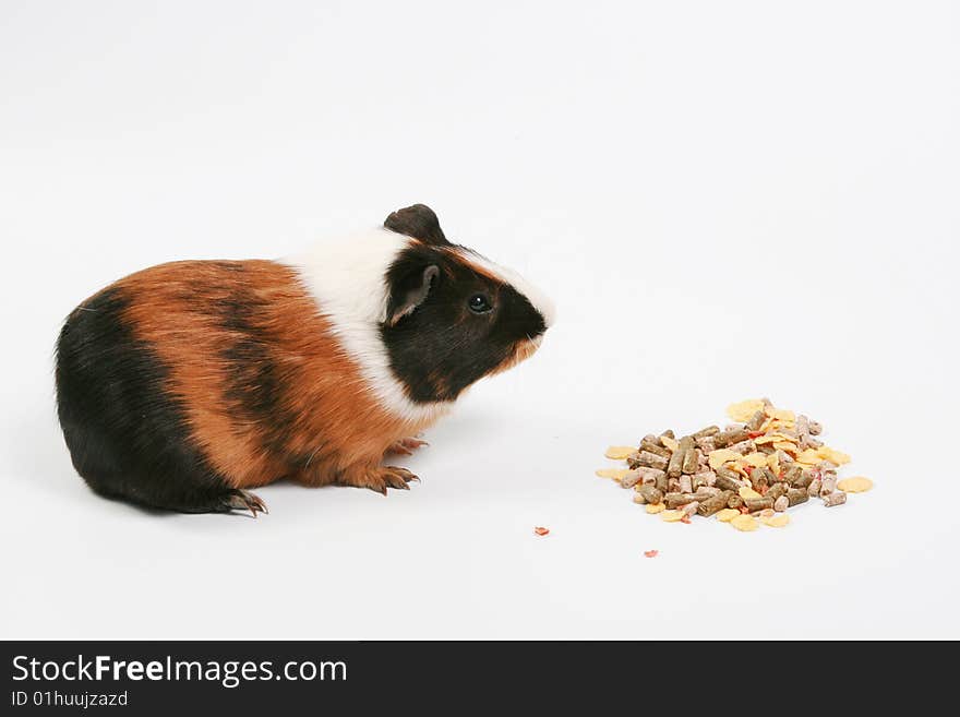 The big hamster costs near to a forage. The big hamster costs near to a forage