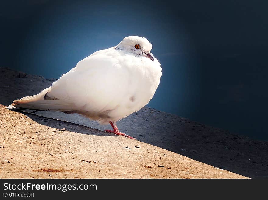 Beautiful dove alone in town. Element of design. Beautiful dove alone in town. Element of design.