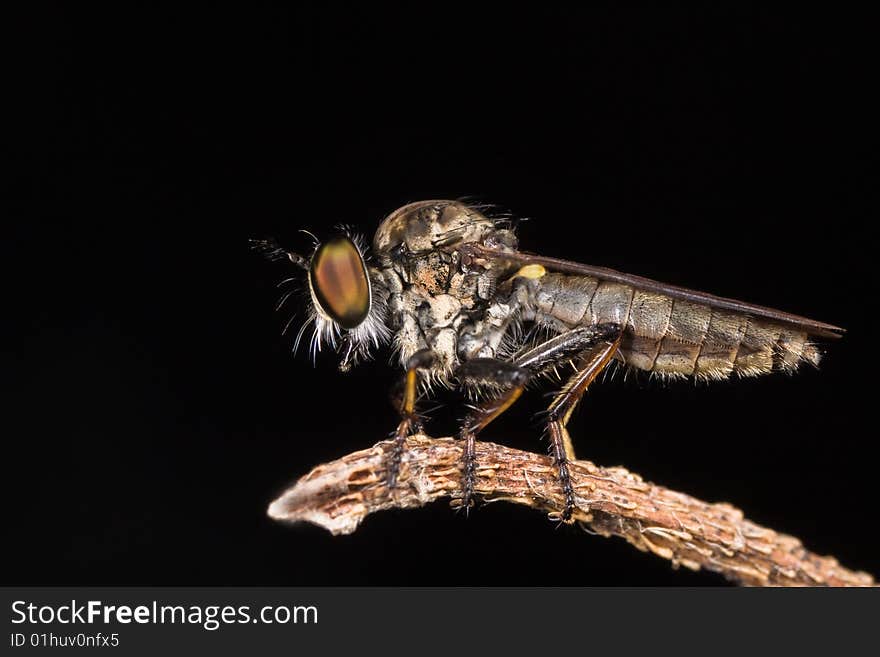 Robberfly side view macro black background