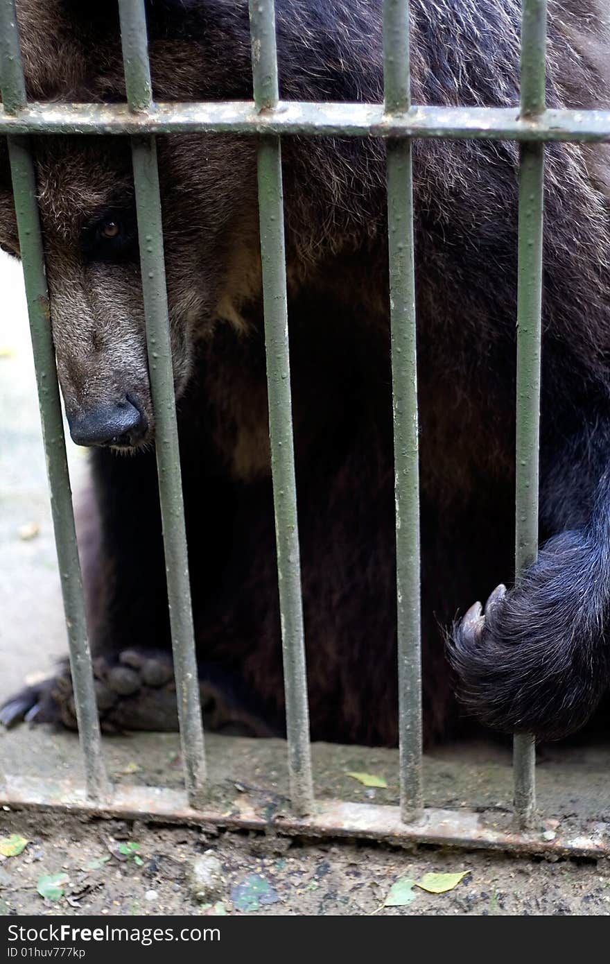 Brown bear behind bars in the zoo