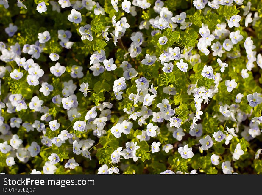 White spring flowers on a green background