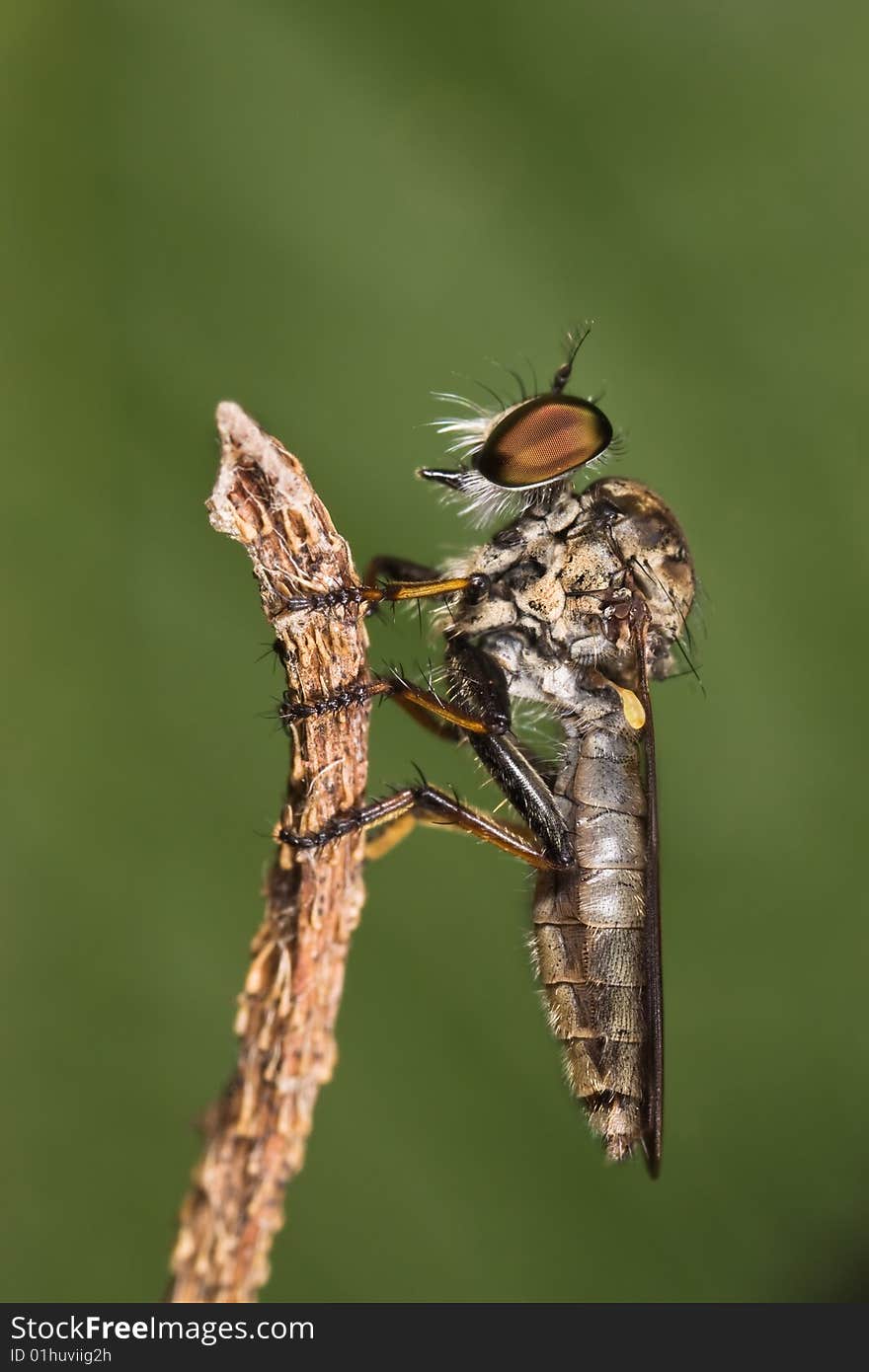 Robberfly side view