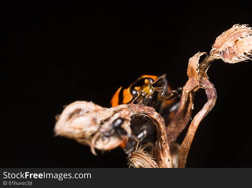 Ladybug on dry stick with black background macro