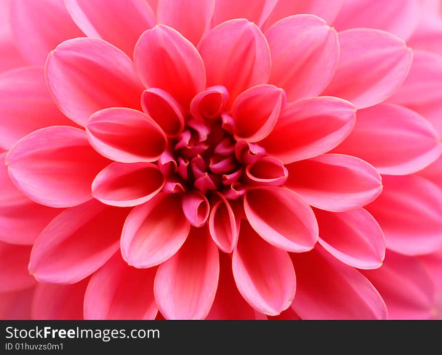 Pink dahlia blossom. Close-up view. Pink dahlia blossom. Close-up view