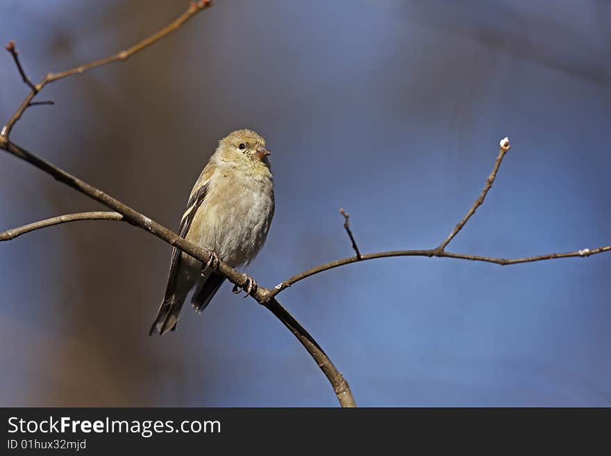 American Goldfinch (Carduelis Tristis Tristis)