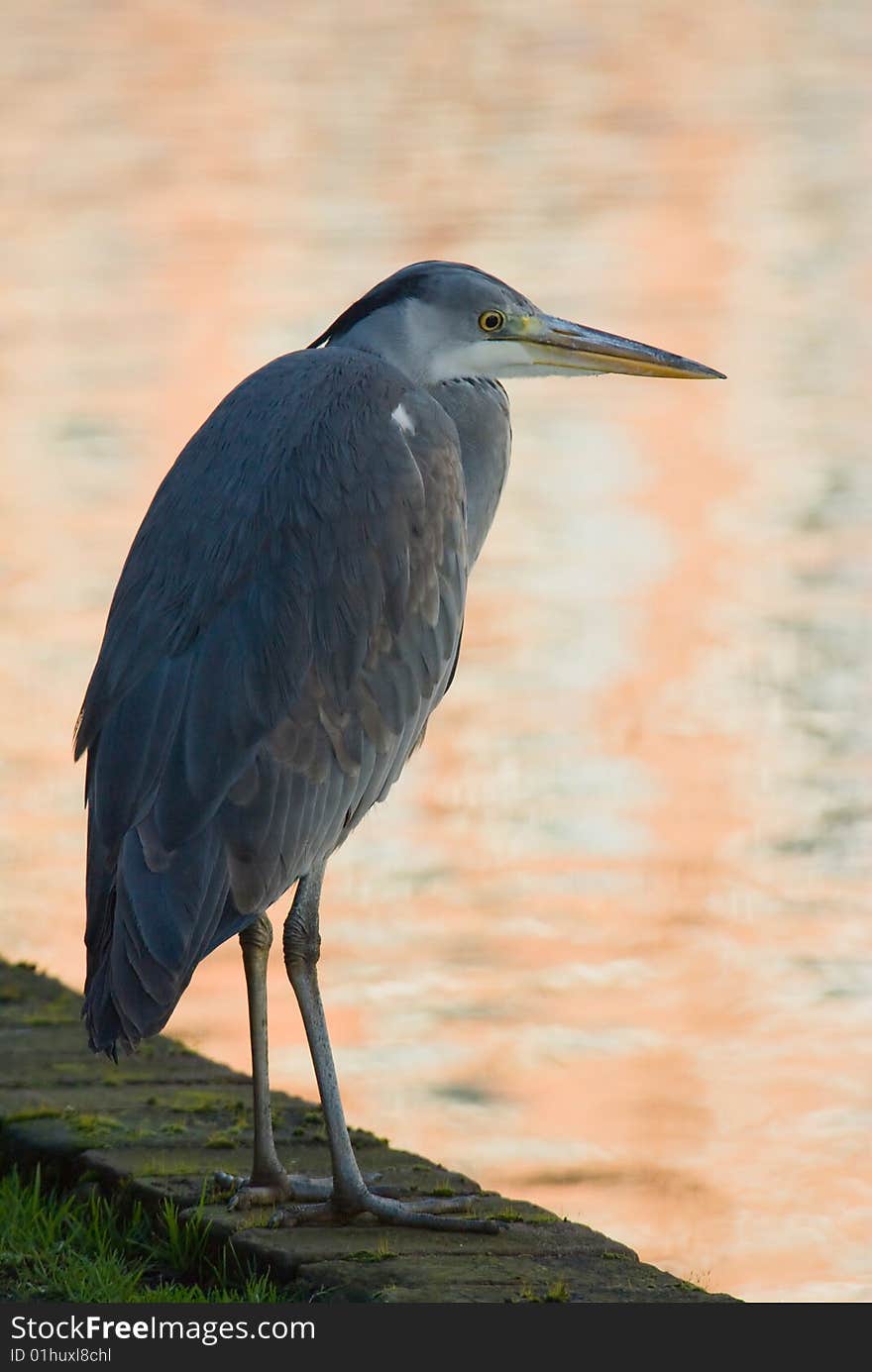 An fishing heron in backlight