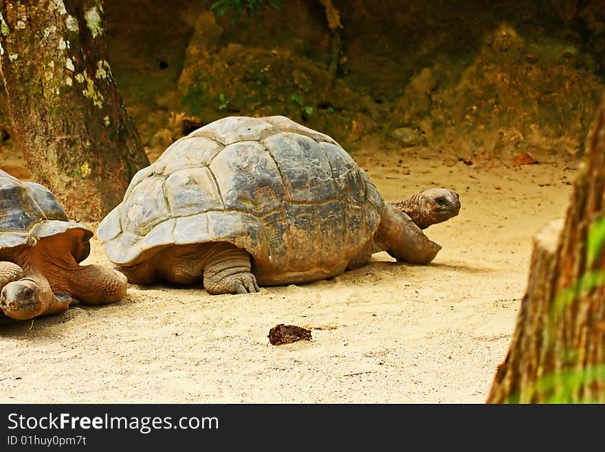 Giant Tortoise