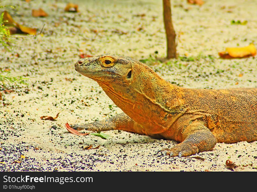 A close up of a komodo dragon. A close up of a komodo dragon.