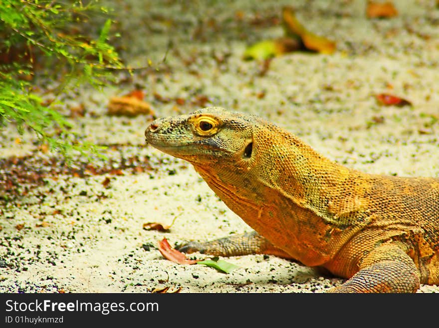 Komodo Dragon Close Up