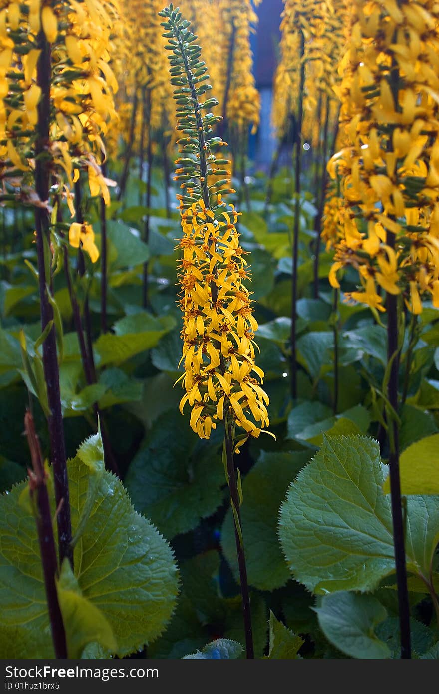 Yellow flowers after rain in Kotka garden in Finland. Yellow flowers after rain in Kotka garden in Finland