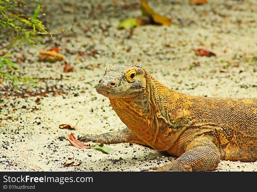 A close up of a komodo dragon. A close up of a komodo dragon.