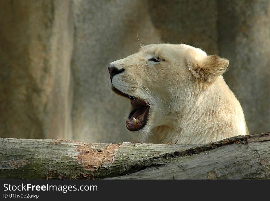 A blond yawning female lion