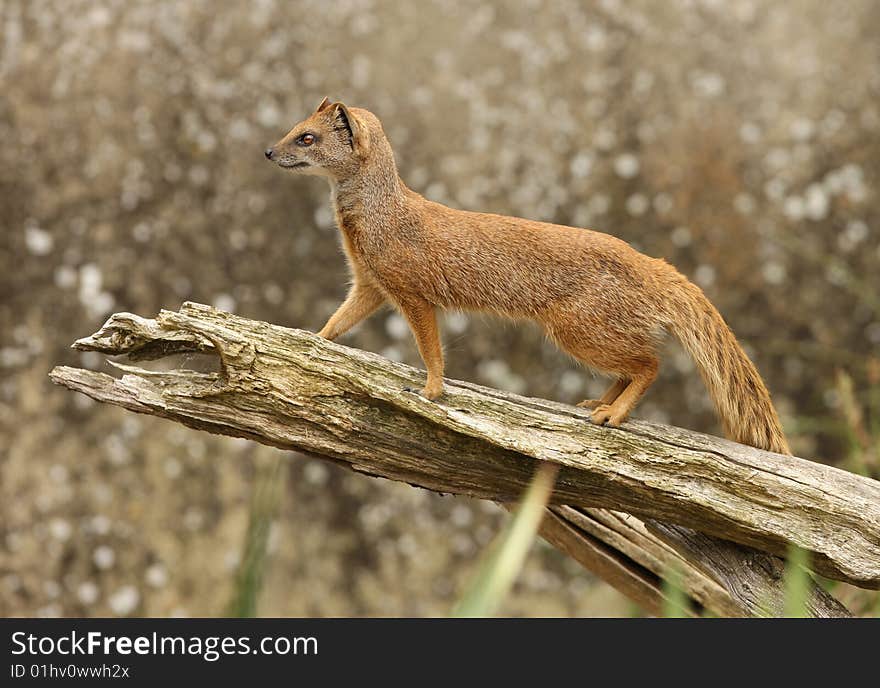 Yellow Mongoose