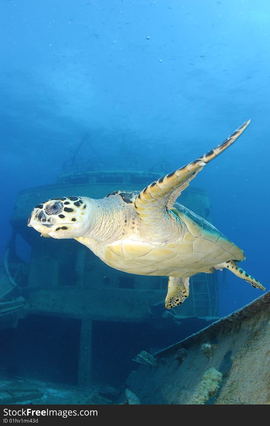 Hawksbill Turtle swims over a Shipwreck