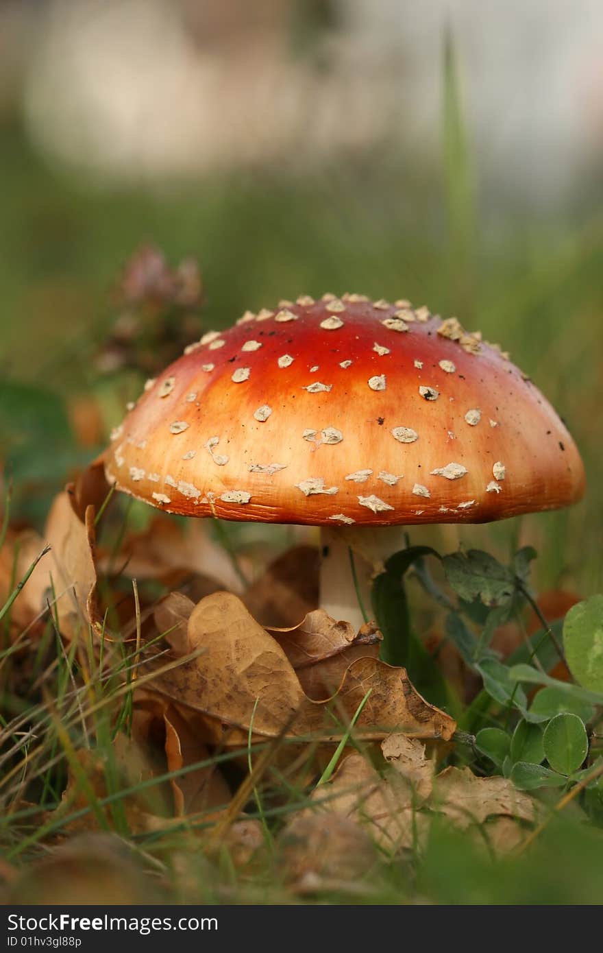 Toadstool with brown leafs in the grass