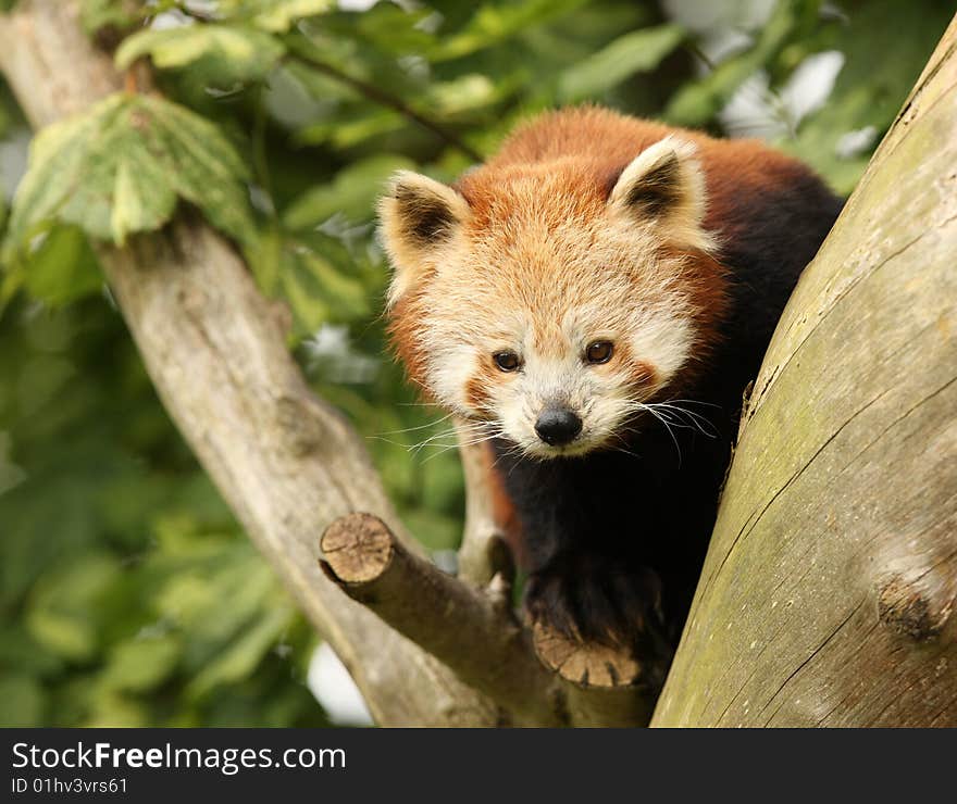 Close up of a rare Red Panda