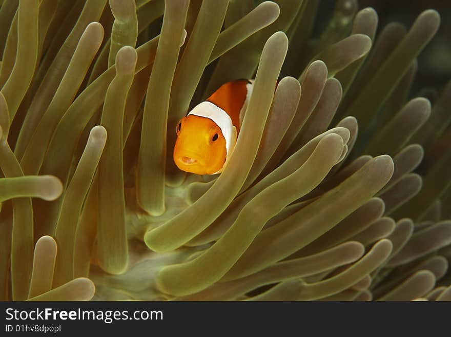 False Clown Anemonefish (Amphiprion ocellaris)