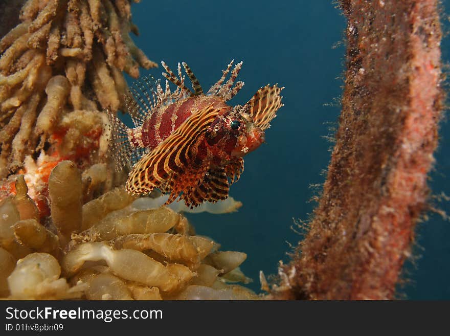 Shortfin Lionfish (Dendrochirus Brachypterus)