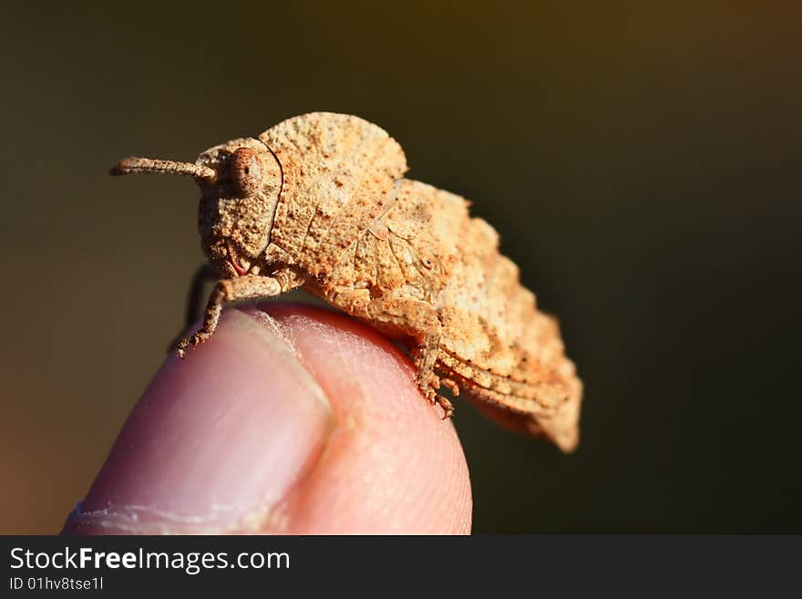 Grasshopper on finger